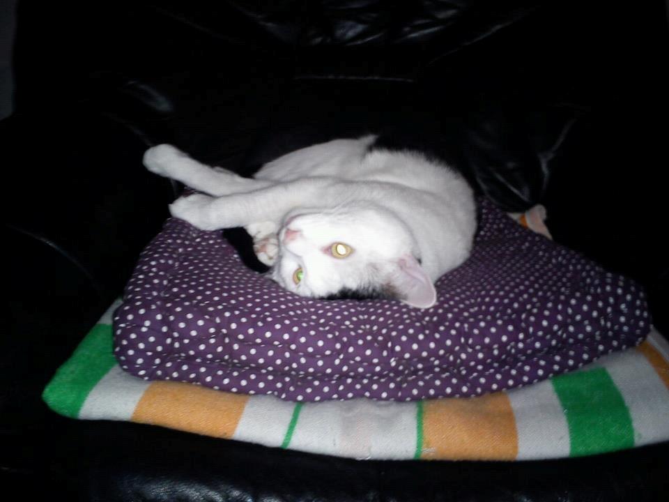 Huskat Cupcake billede 1