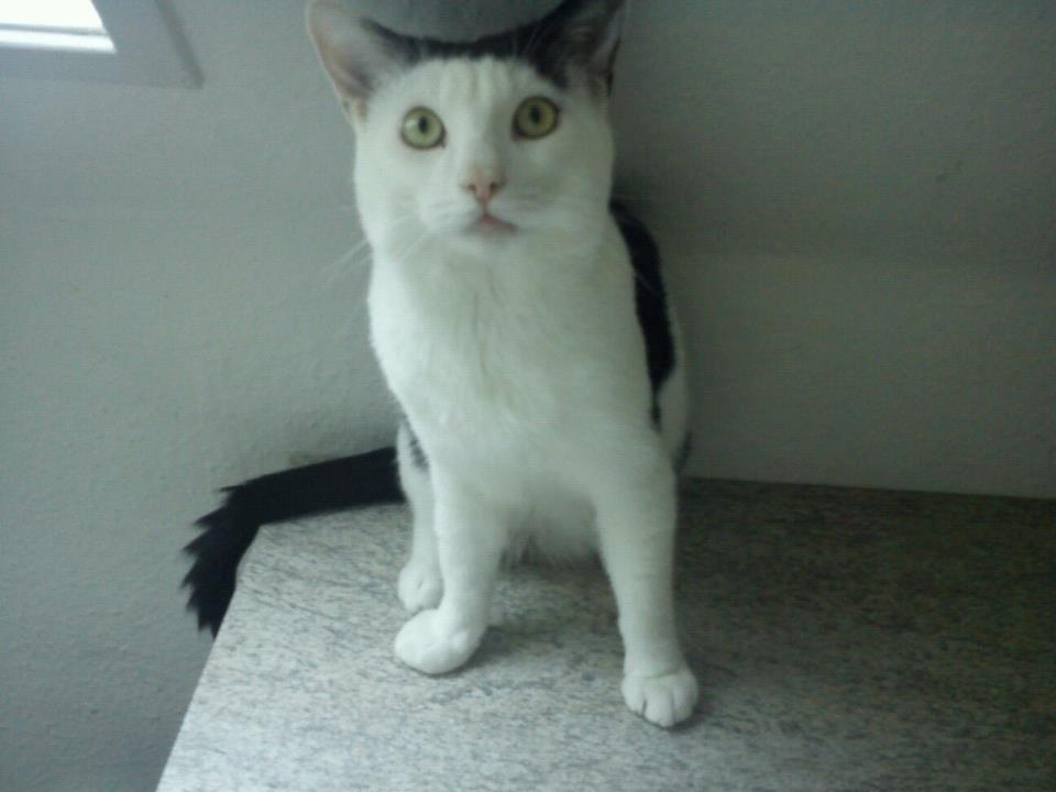 Huskat Cupcake - Hvor er min mad? billede 3