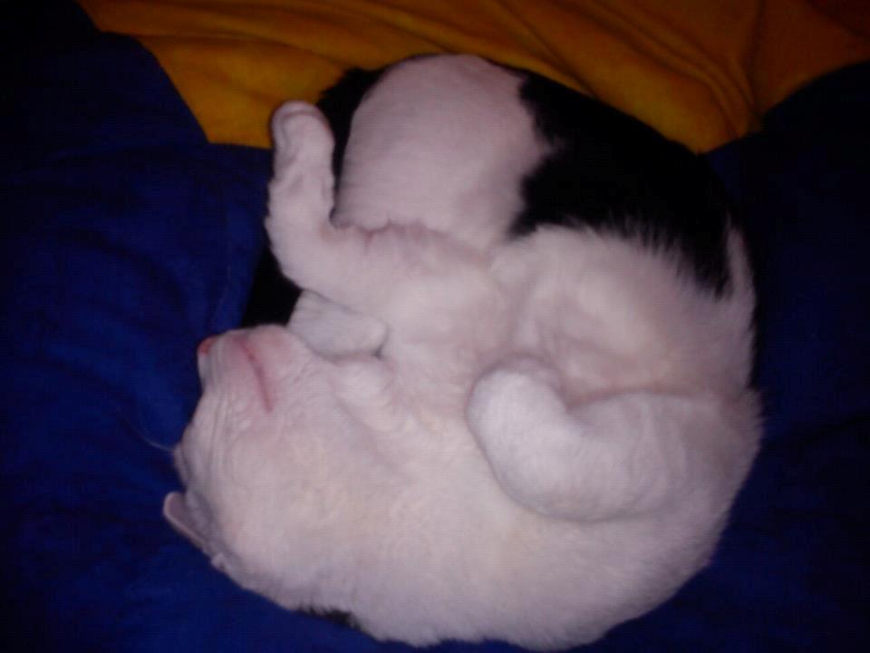 Huskat Cupcake billede 10