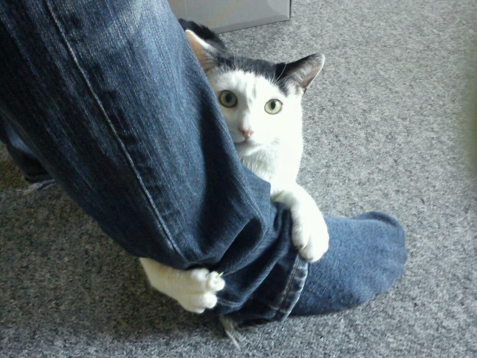 Huskat Cupcake billede 13