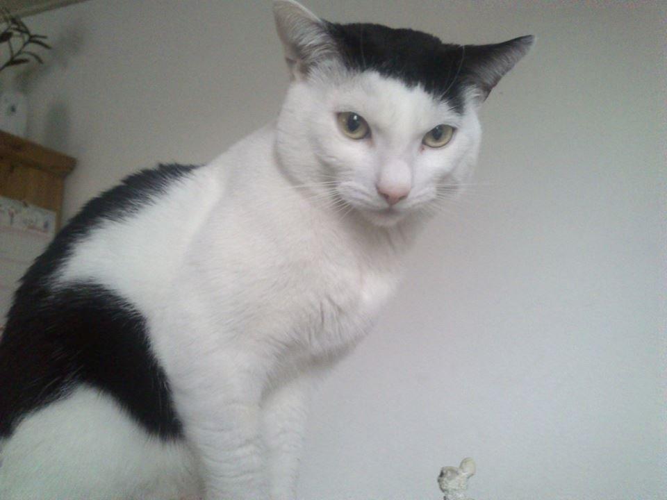 Huskat Cupcake billede 14