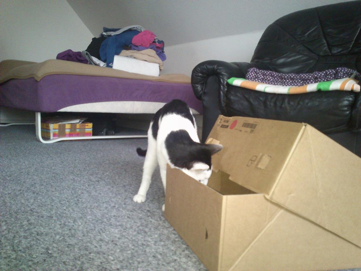 Huskat Cupcake billede 15