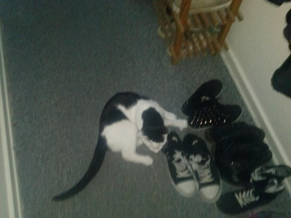 Huskat Cupcake billede 16