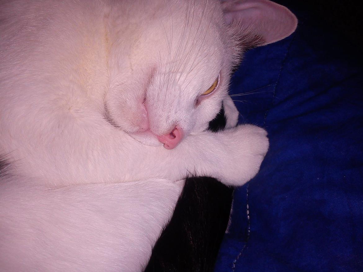 Huskat Cupcake billede 17