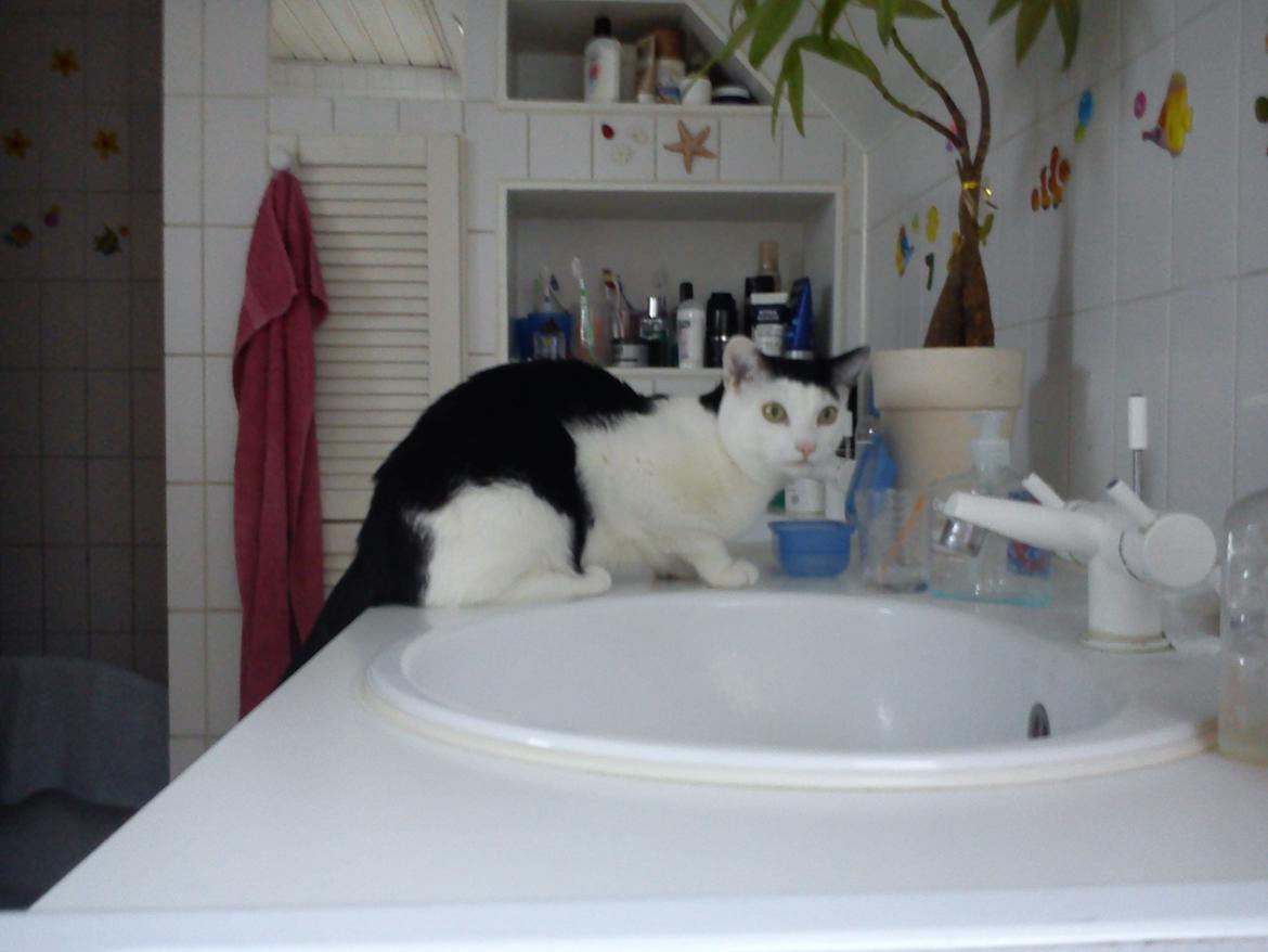 Huskat Cupcake billede 18