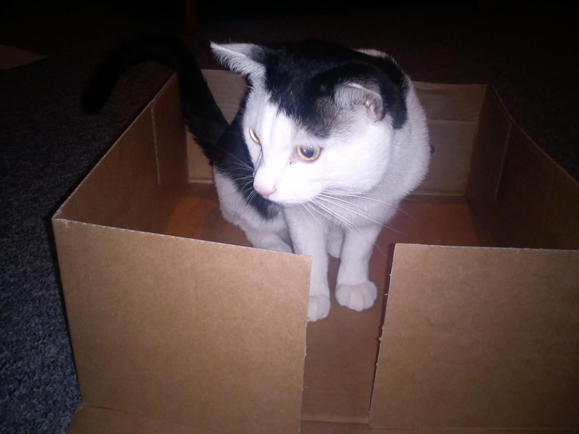 Huskat Cupcake billede 19