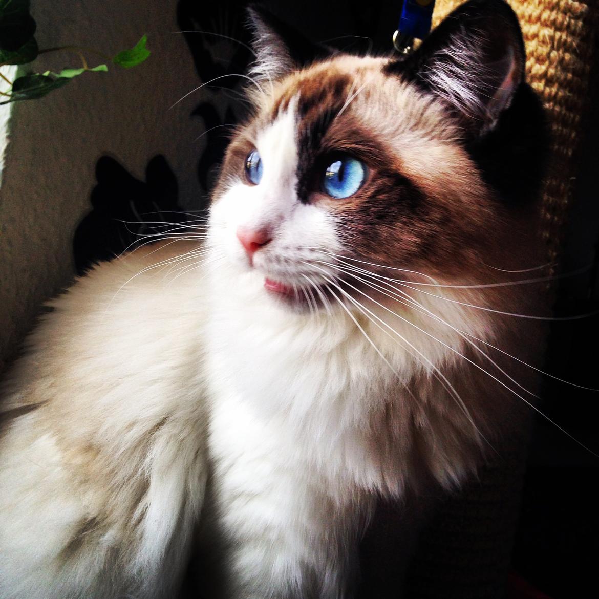 Ragdoll Dk Vandoll Royal Rocco RAG n 03 (daglig tale Rocco billede 9