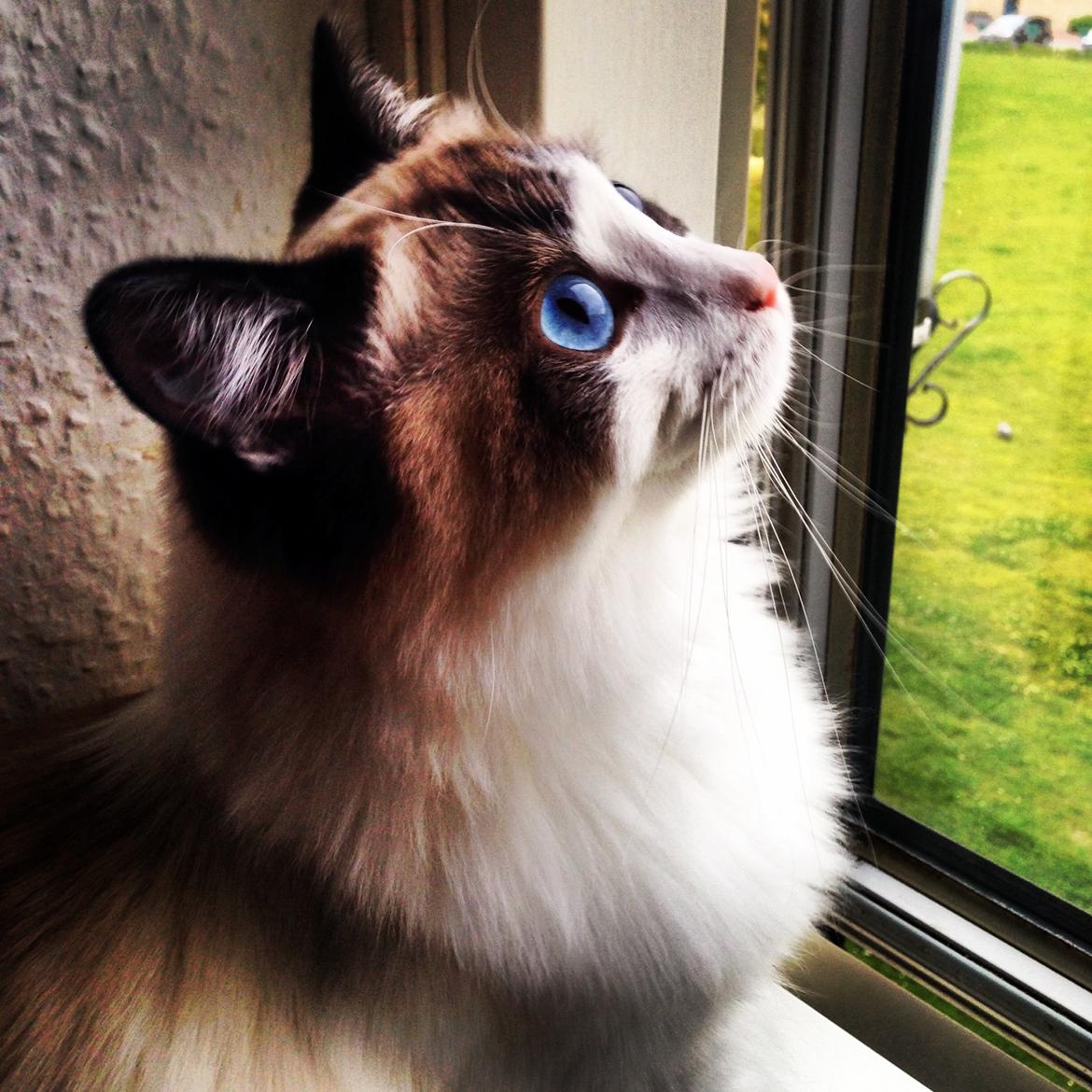 Ragdoll Dk Vandoll Royal Rocco RAG n 03 (daglig tale Rocco billede 8