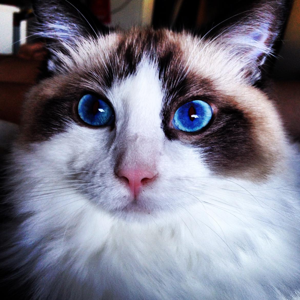 Ragdoll Dk Vandoll Royal Rocco RAG n 03 (daglig tale Rocco billede 5