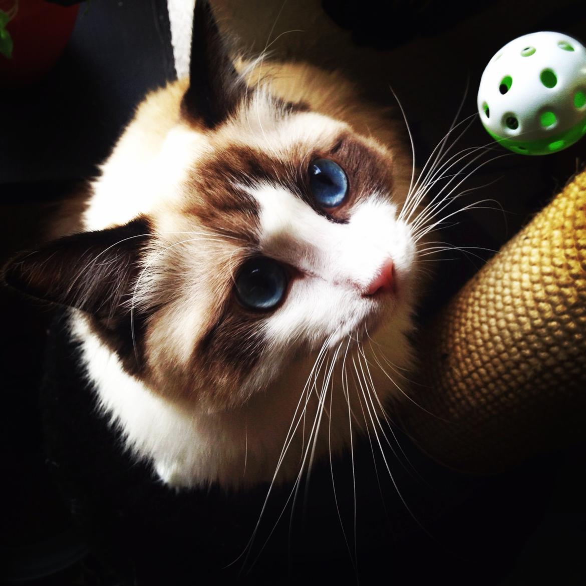 Ragdoll Dk Vandoll Royal Rocco RAG n 03 (daglig tale Rocco billede 7