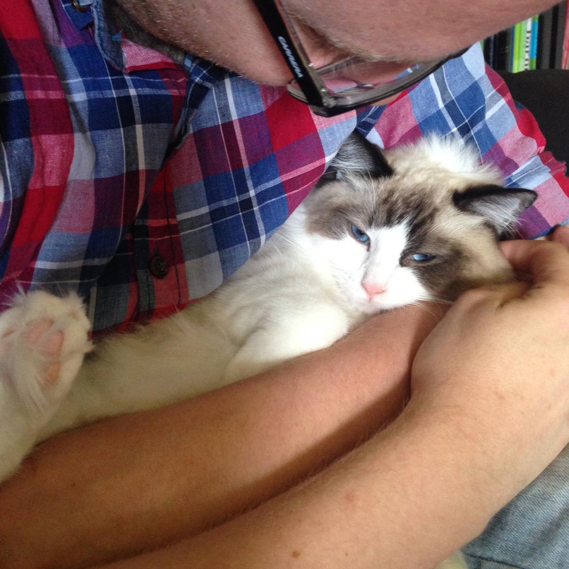 Ragdoll Dk Vandoll Royal Rocco RAG n 03 (daglig tale Rocco billede 10