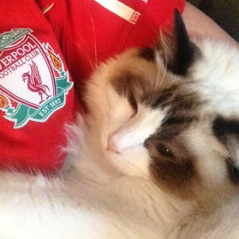 Ragdoll Dk Vandoll Royal Rocco RAG n 03 (daglig tale Rocco billede 11