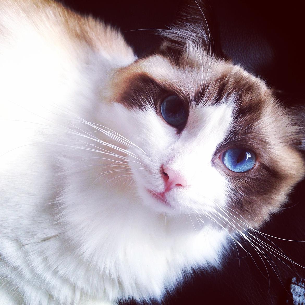 Ragdoll Dk Vandoll Royal Rocco RAG n 03 (daglig tale Rocco billede 4