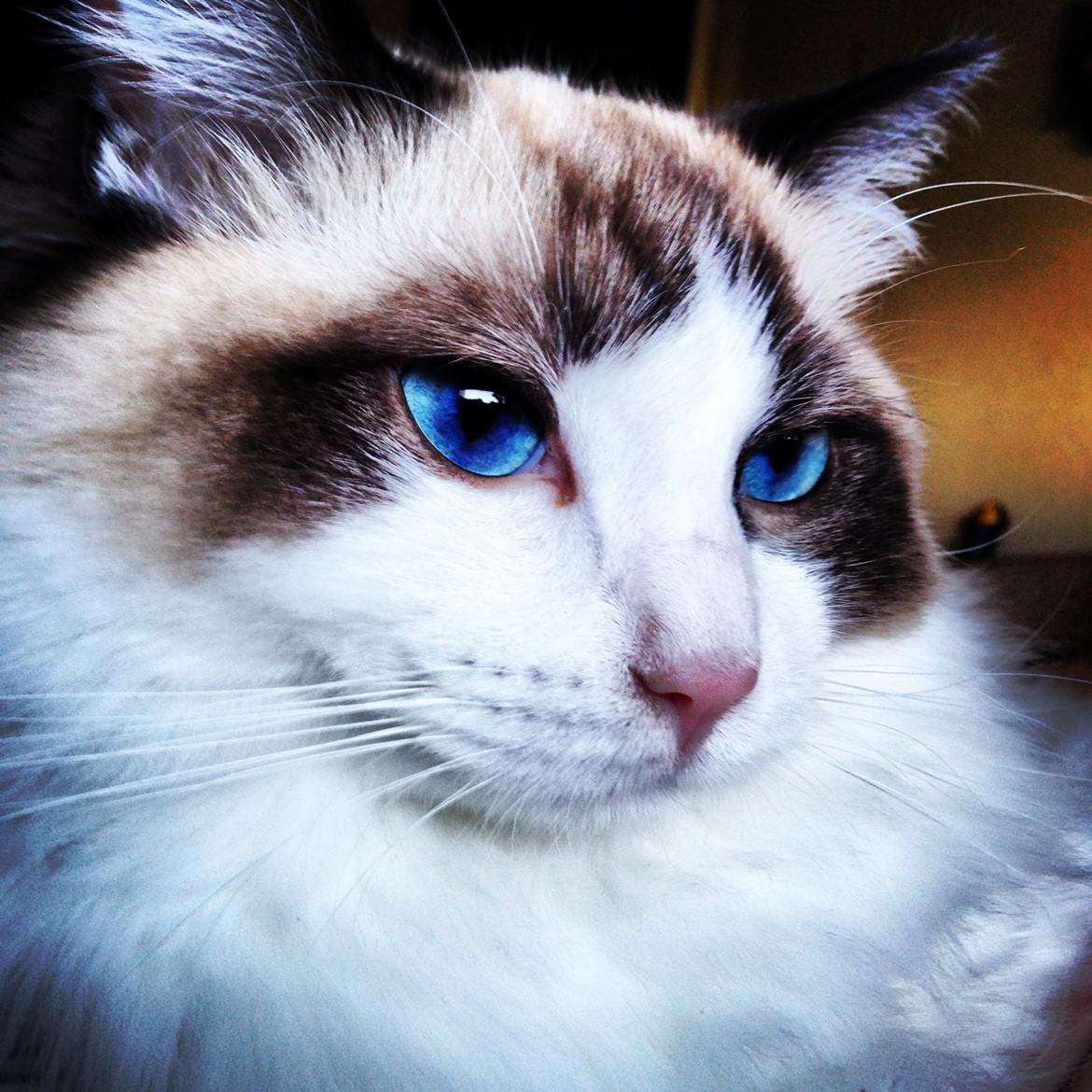 Ragdoll Dk Vandoll Royal Rocco RAG n 03 (daglig tale Rocco billede 6