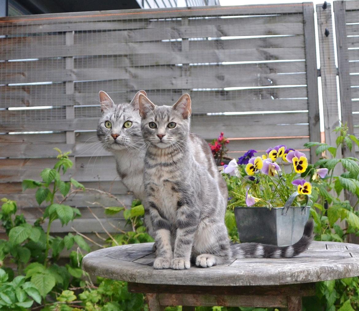 Europé Eife's Ebenezar McCoy - Far og søn, juni 2014 billede 9