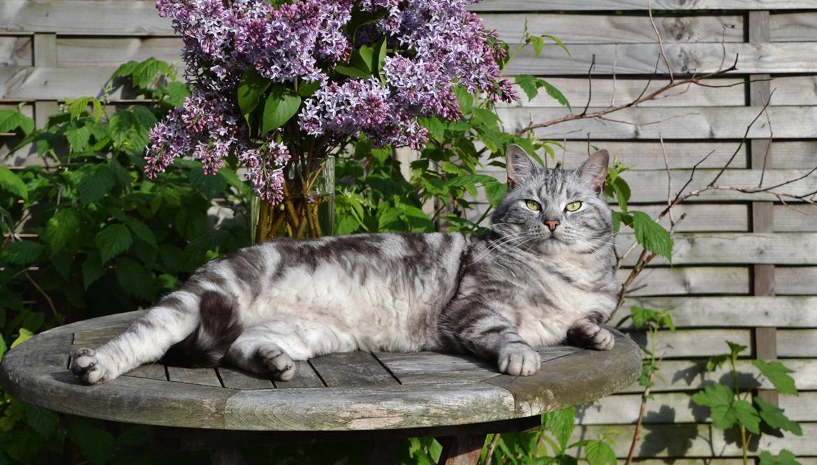 Europé Eife's Ebenezar McCoy - McCoy som kastrat, 2½ år. Maj 2014 billede 14