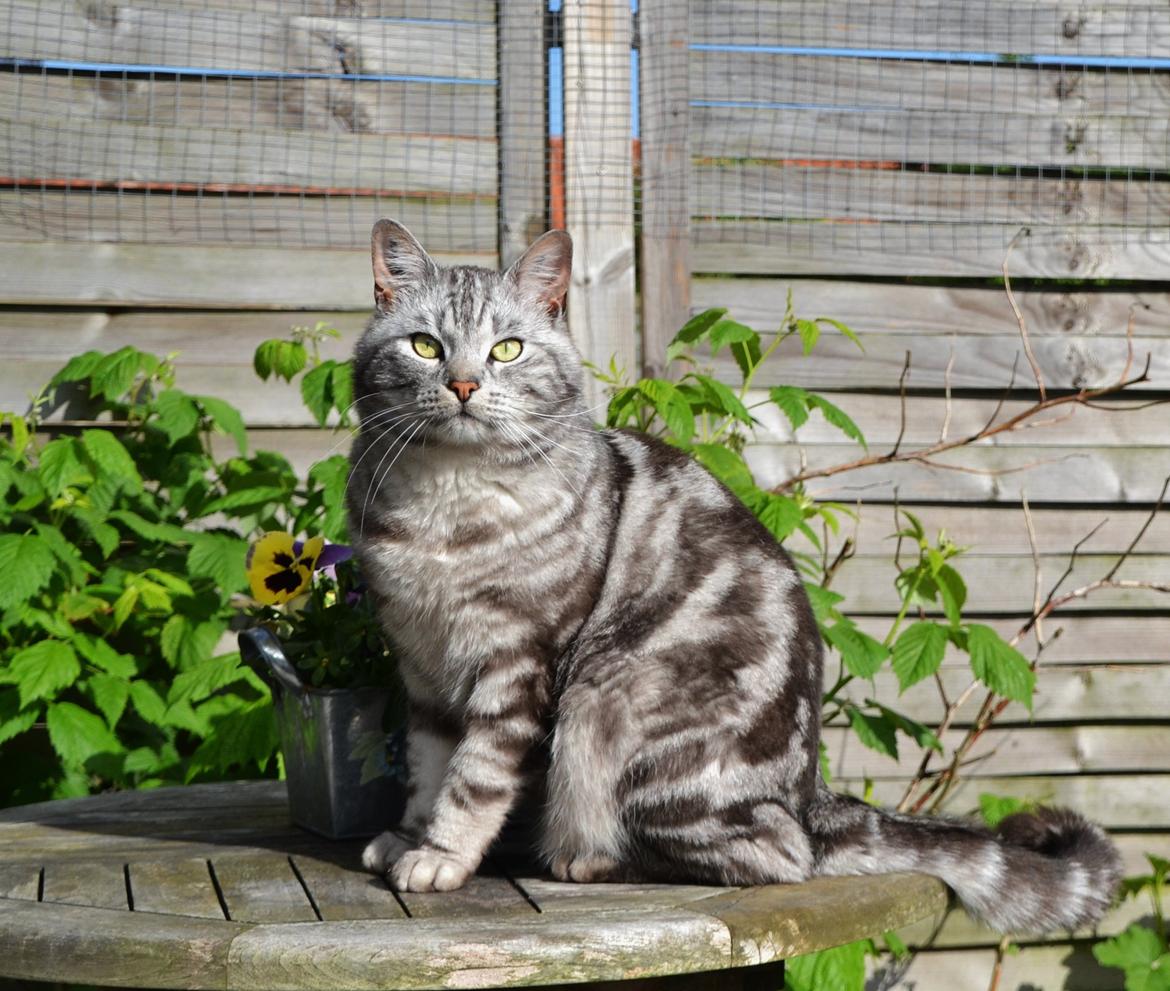 Europé Eife's Ebenezar McCoy - McCoy som kastrat - Maj 2014 - 2½ år billede 26