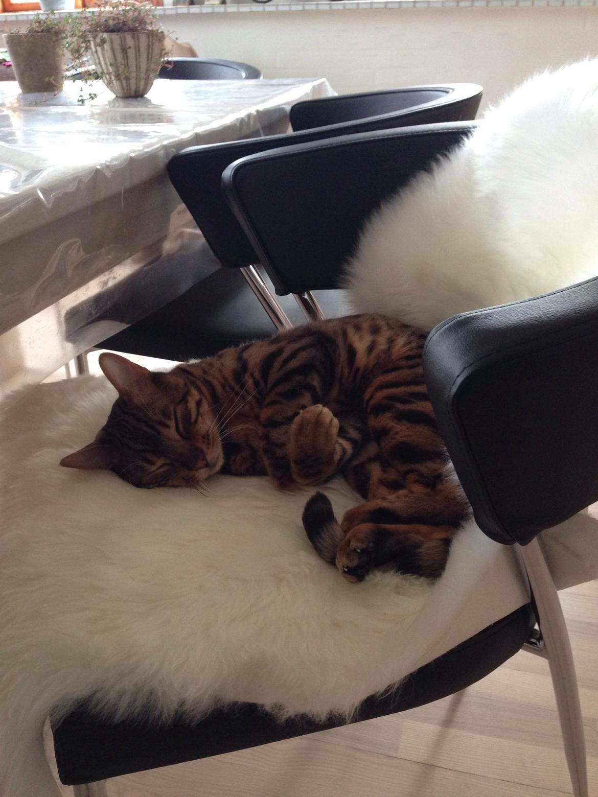 Bengal Max billede 13