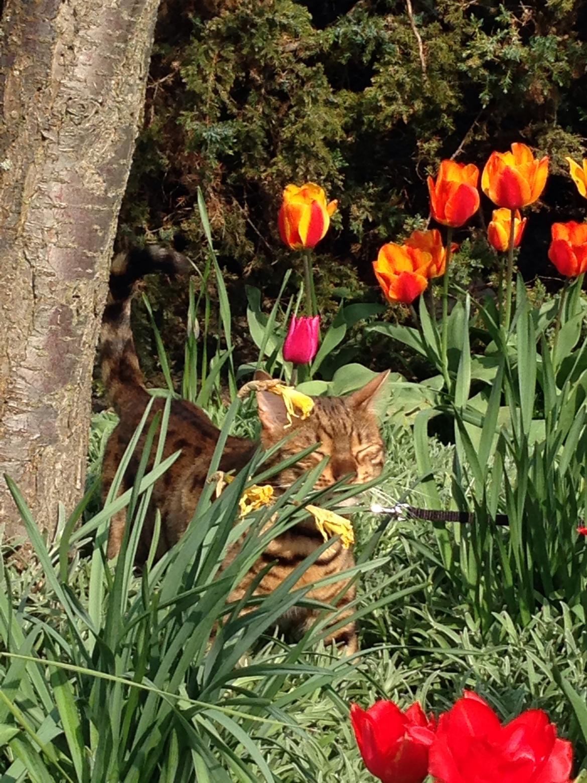 Bengal Max billede 15