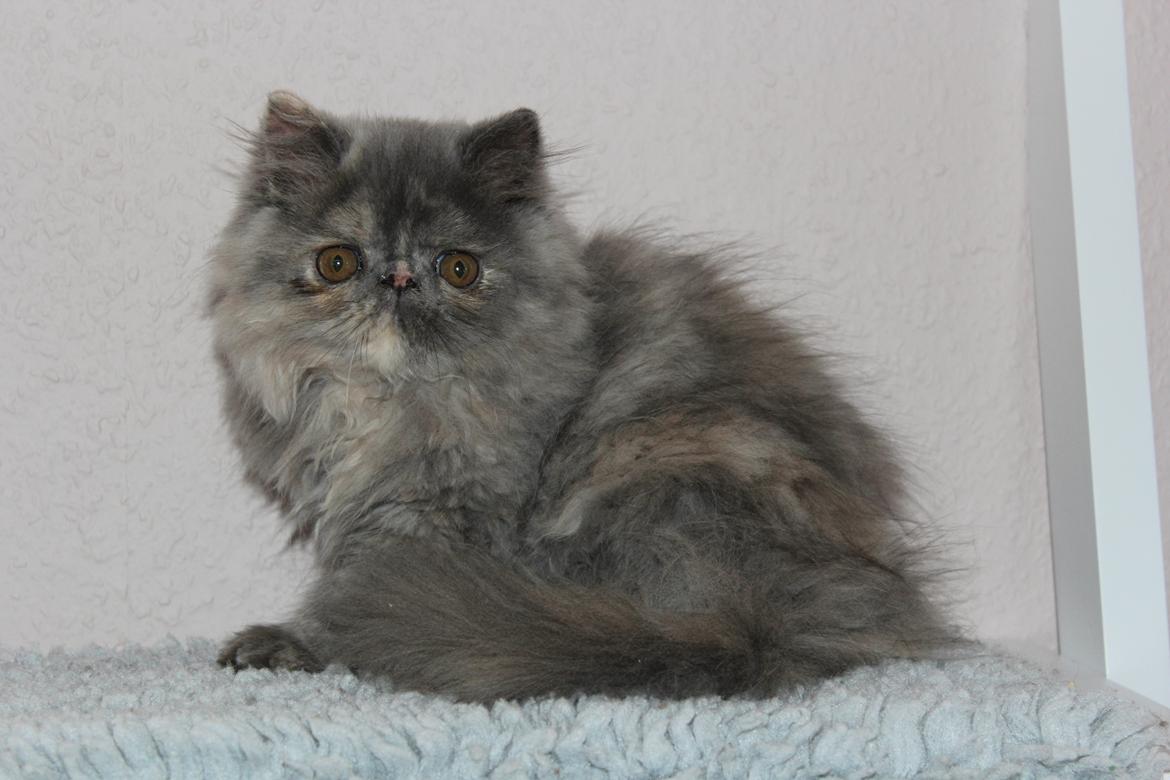 Perser Well-Done's Mitzi - 25-06-2014 billede 2