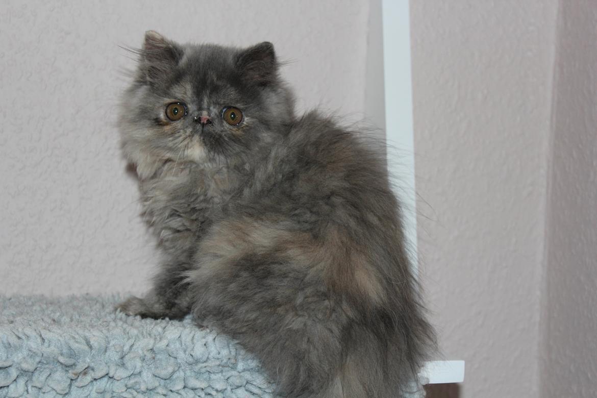 Perser Well-Done's Mitzi - 25-06-2014 billede 3