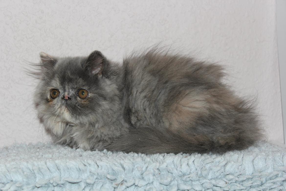 Perser Well-Done's Mitzi - 25-06-2014 billede 4