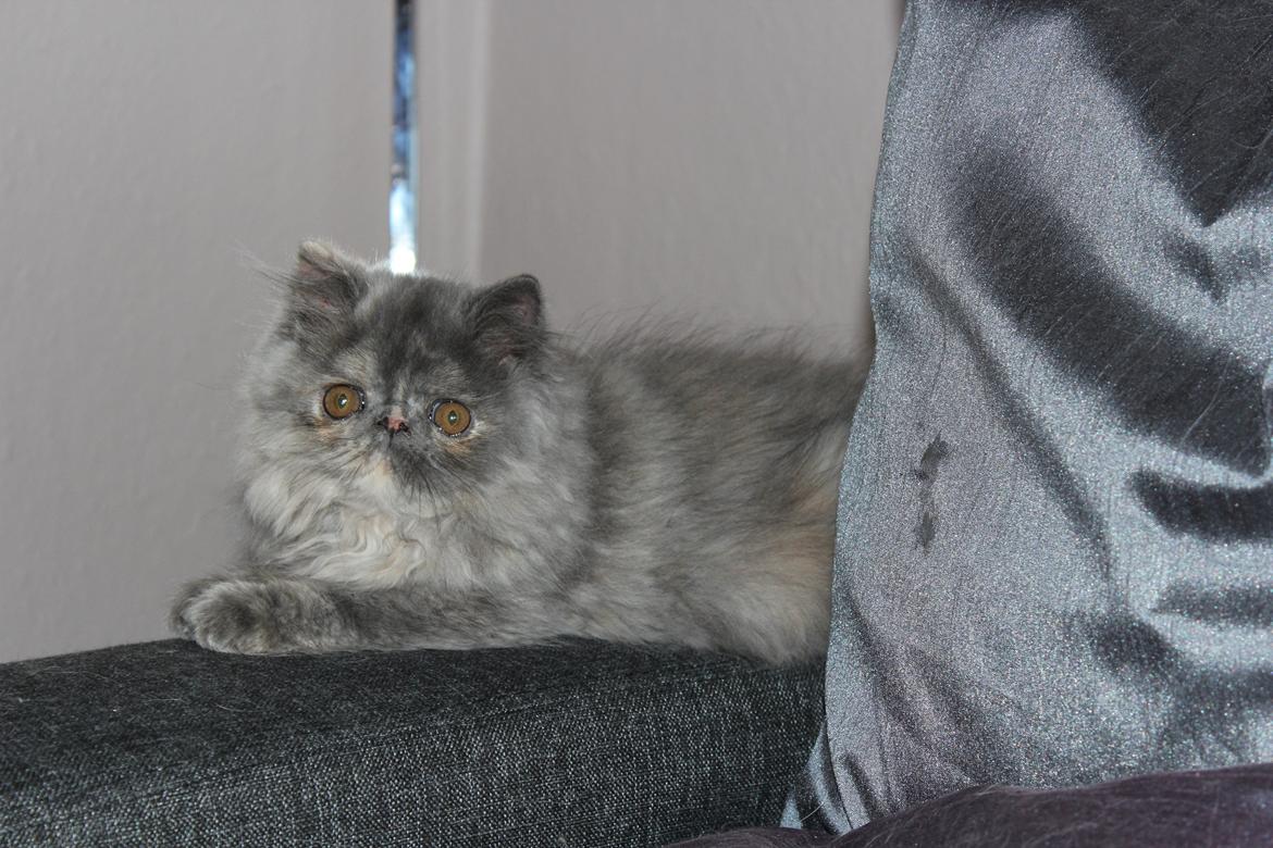 Perser Well-Done's Mitzi - 25-06-2014 billede 6