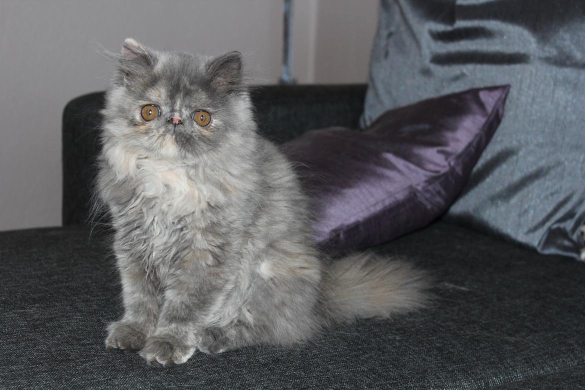 Perser Well-Done's Mitzi - 25-06-2014 billede 5