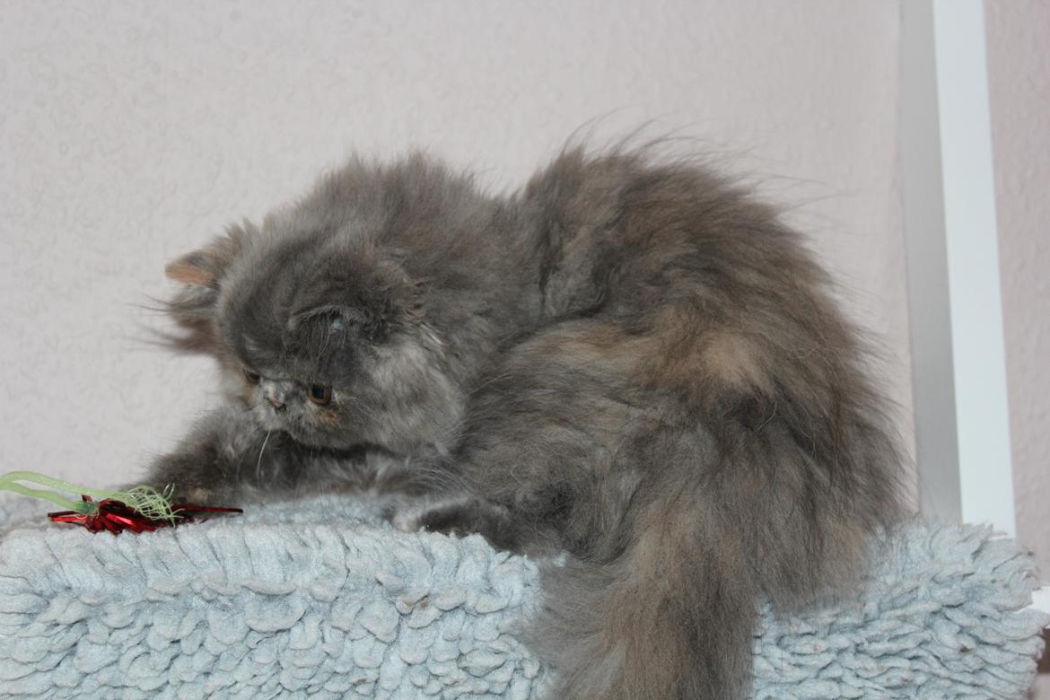 Perser Well-Done's Mitzi - 25-06-2014 billede 7