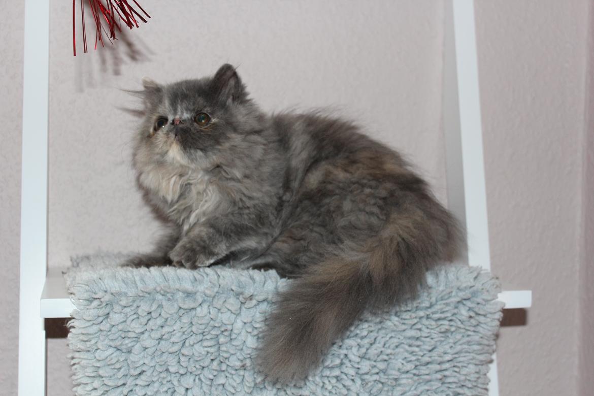 Perser Well-Done's Mitzi - 25-06-2014 billede 8