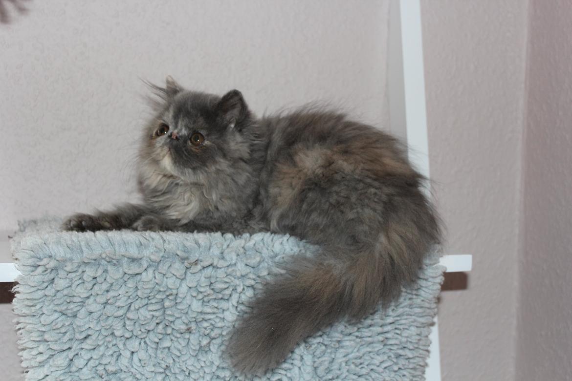 Perser Well-Done's Mitzi - 25-06-2014 billede 9