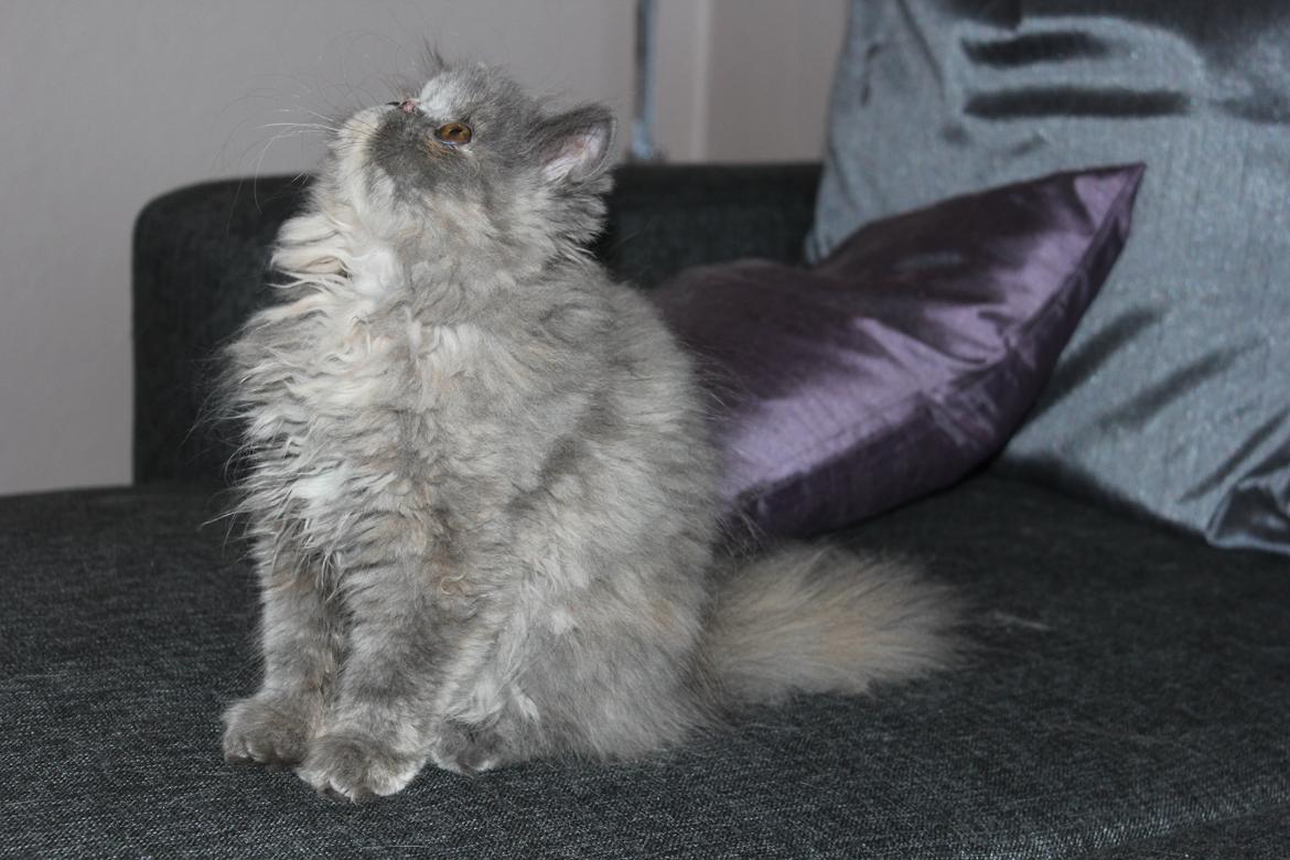 Perser Well-Done's Mitzi - 25-06-2014 billede 10