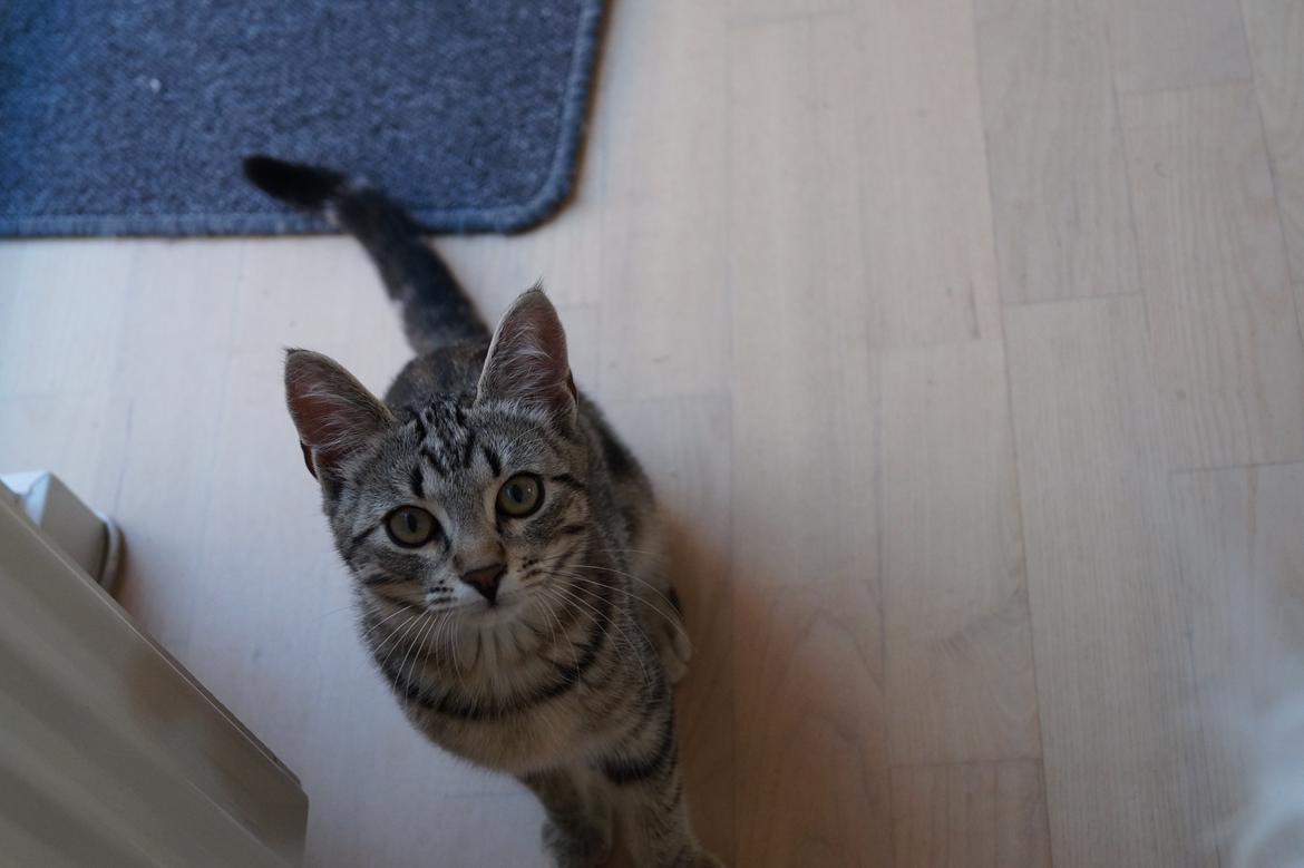 Europé Boholdt Orla Frøsnapper (Tiko) billede 11