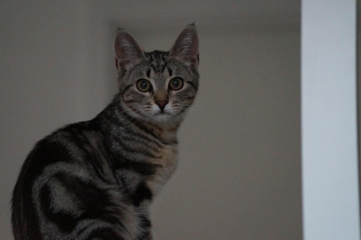 Europé Boholdt Orla Frøsnapper (Tiko) billede 13