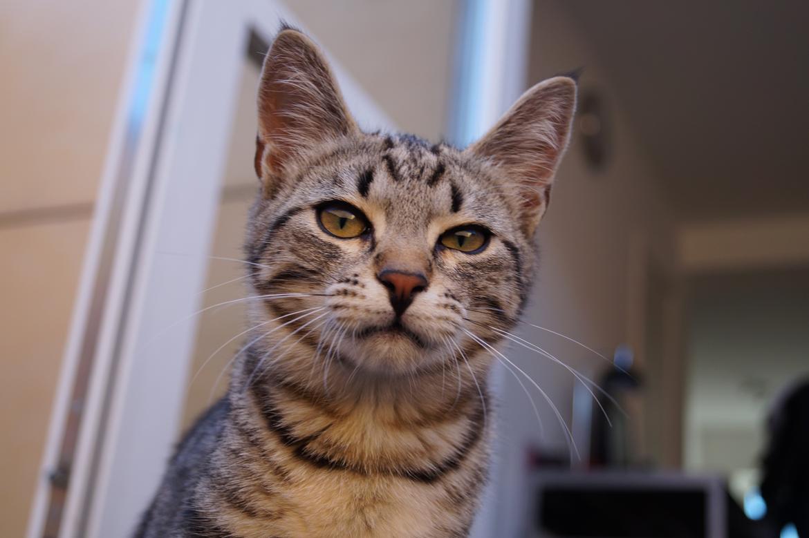 Europé Boholdt Orla Frøsnapper (Tiko) billede 12