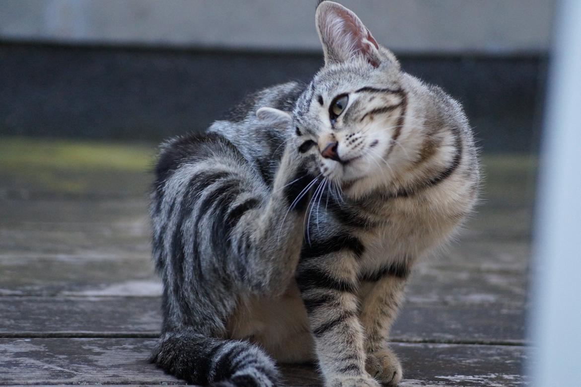 Europé Boholdt Orla Frøsnapper (Tiko) billede 14