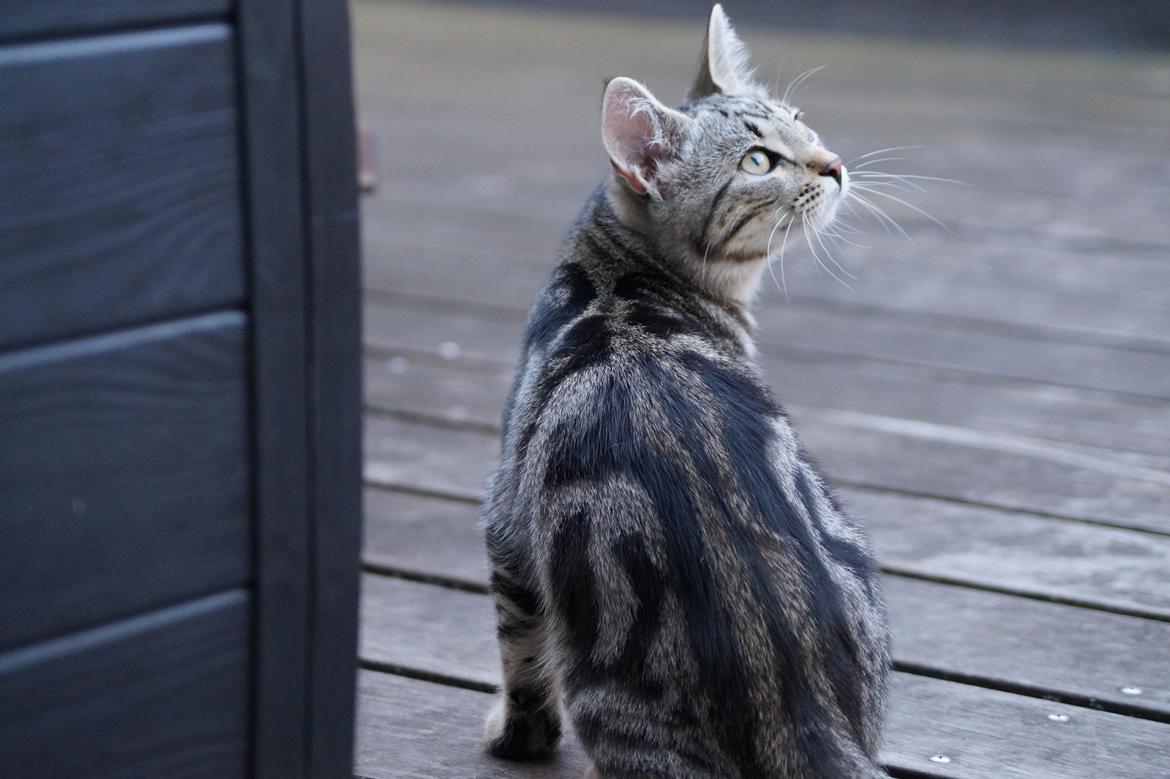 Europé Boholdt Orla Frøsnapper (Tiko) billede 15