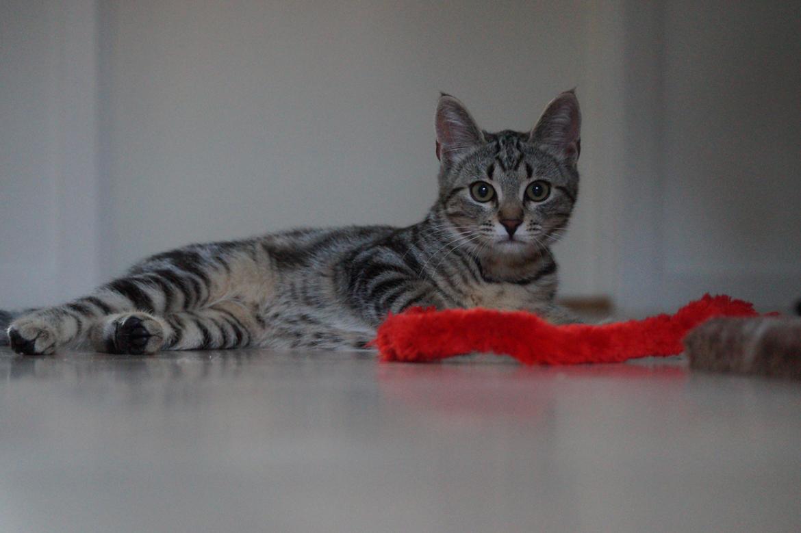 Europé Boholdt Orla Frøsnapper (Tiko) billede 17