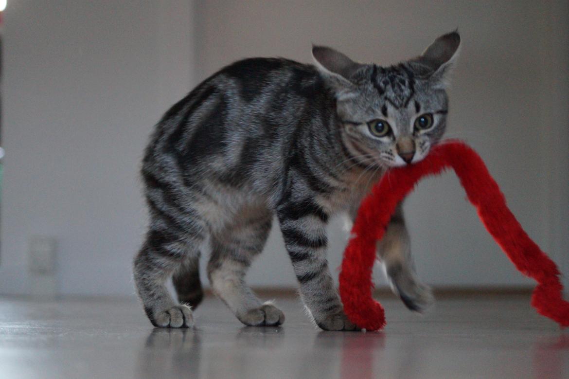 Europé Boholdt Orla Frøsnapper (Tiko) billede 16