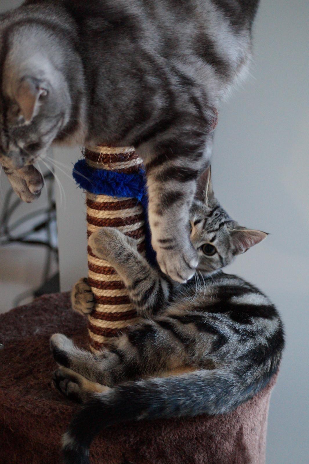 Europé Boholdt Orla Frøsnapper (Tiko) billede 18