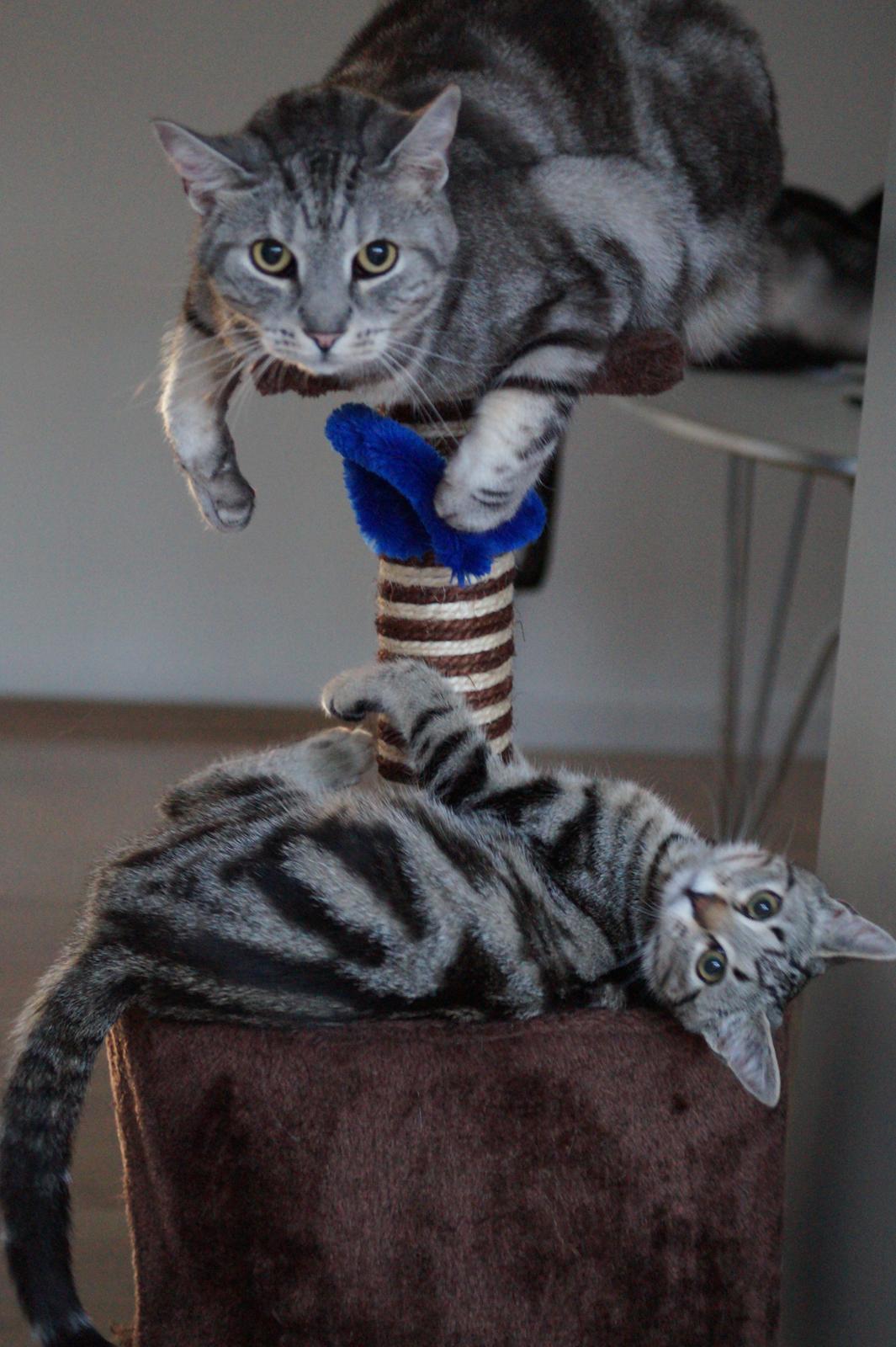 Europé Boholdt Orla Frøsnapper (Tiko) billede 20