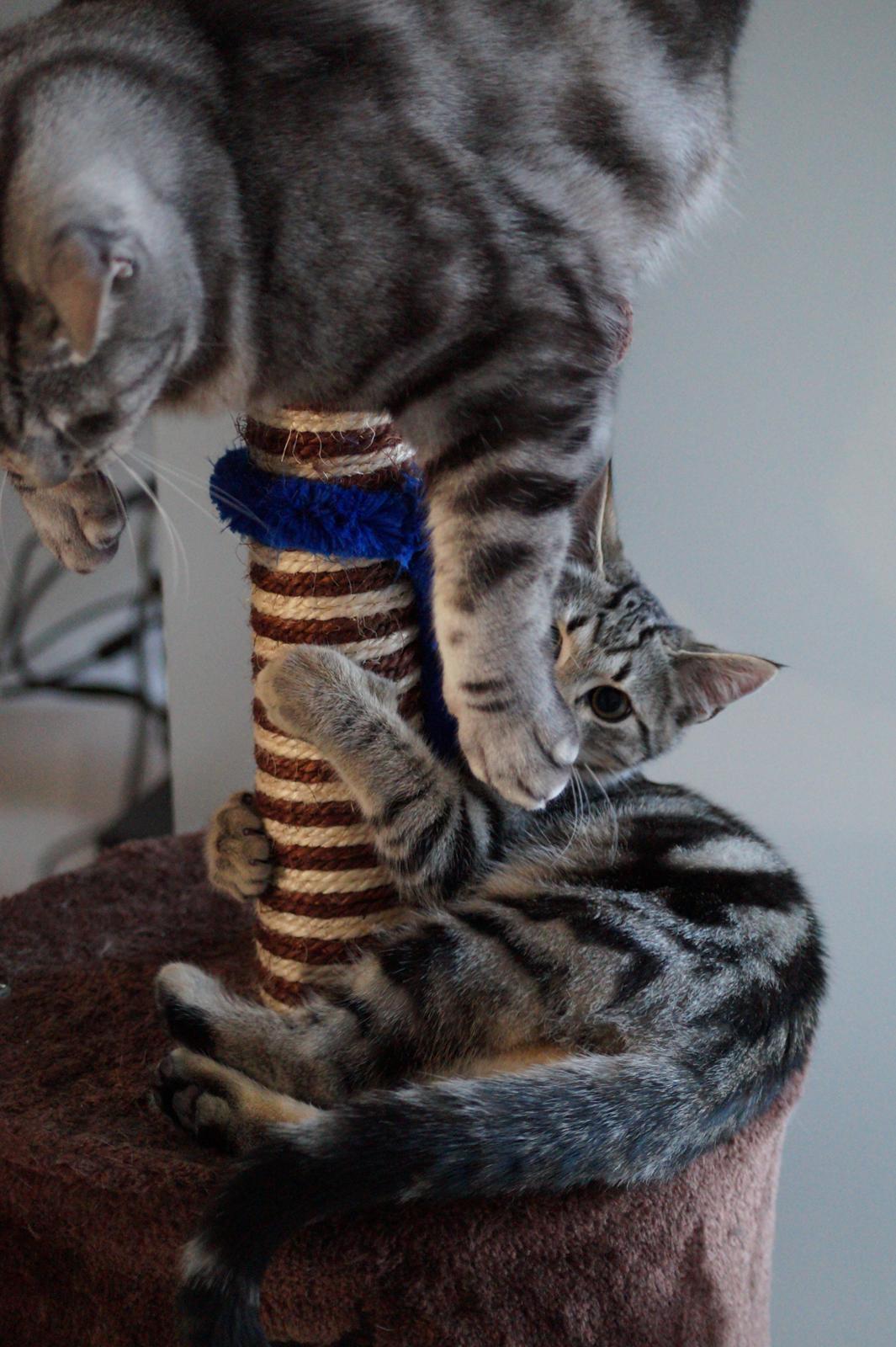 Europé Boholdt Orla Frøsnapper (Tiko) billede 19