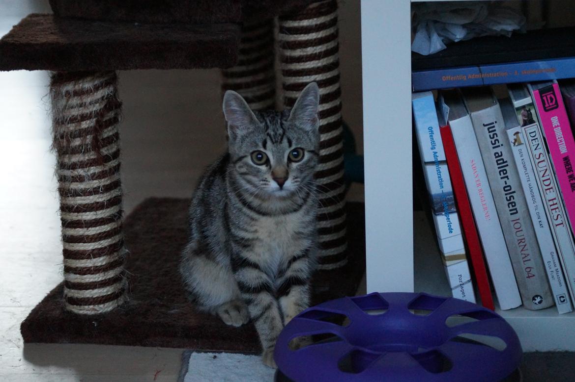 Europé Boholdt Orla Frøsnapper (Tiko) billede 22