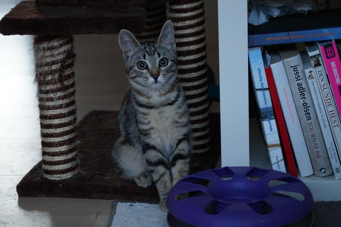 Europé Boholdt Orla Frøsnapper (Tiko) billede 21