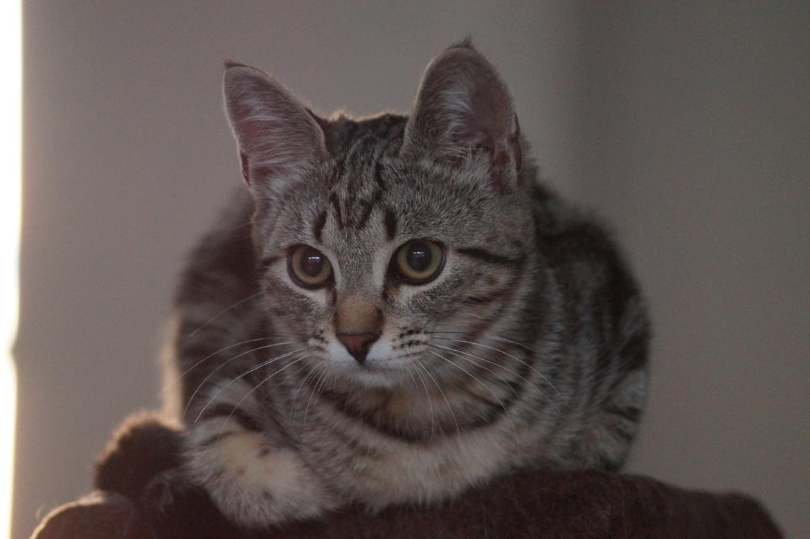 Europé Boholdt Orla Frøsnapper (Tiko) billede 25