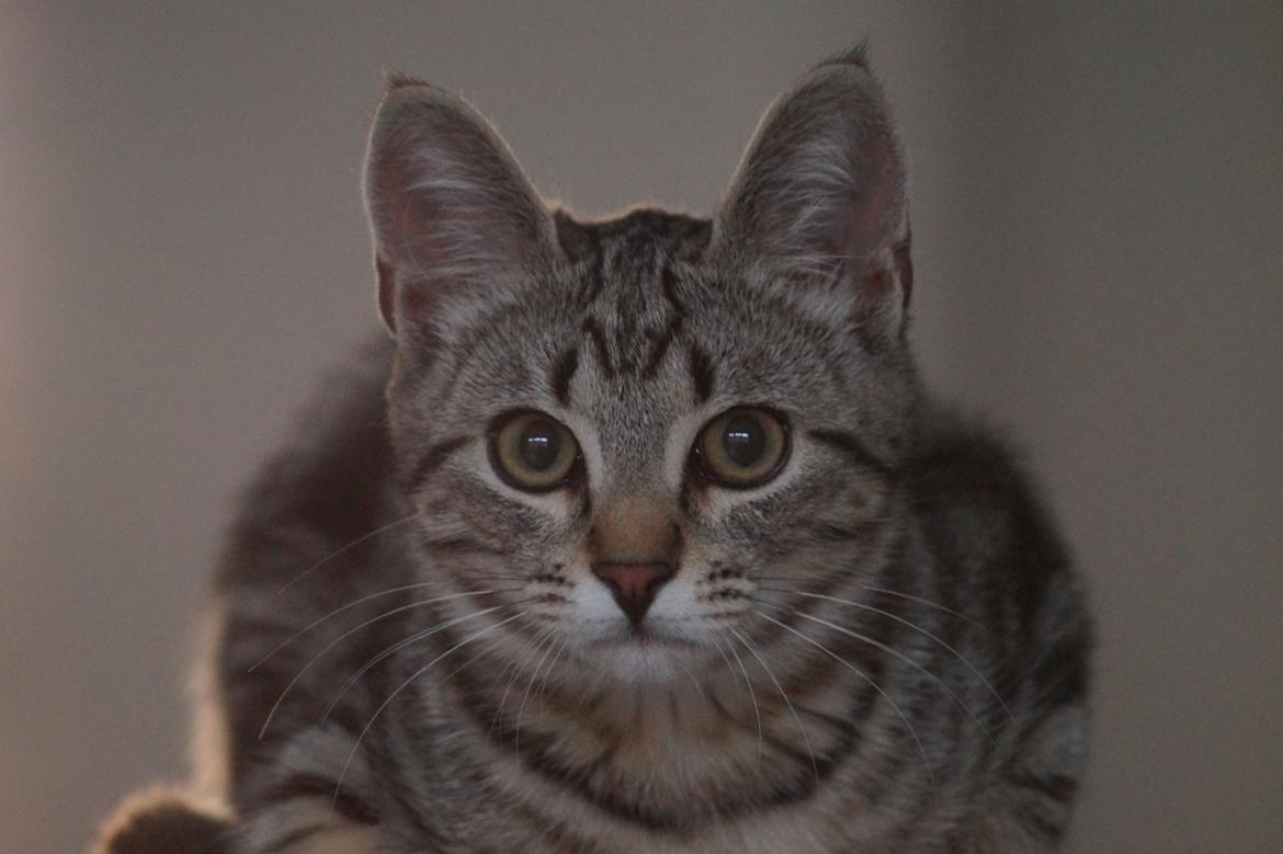 Europé Boholdt Orla Frøsnapper (Tiko) billede 26