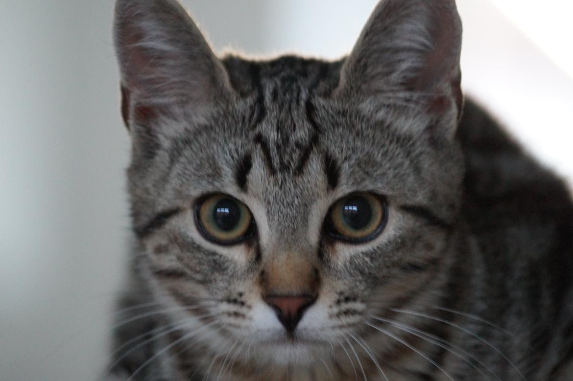 Europé Boholdt Orla Frøsnapper (Tiko) billede 27