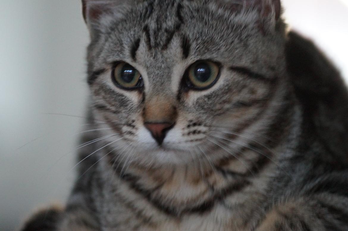 Europé Boholdt Orla Frøsnapper (Tiko) billede 28