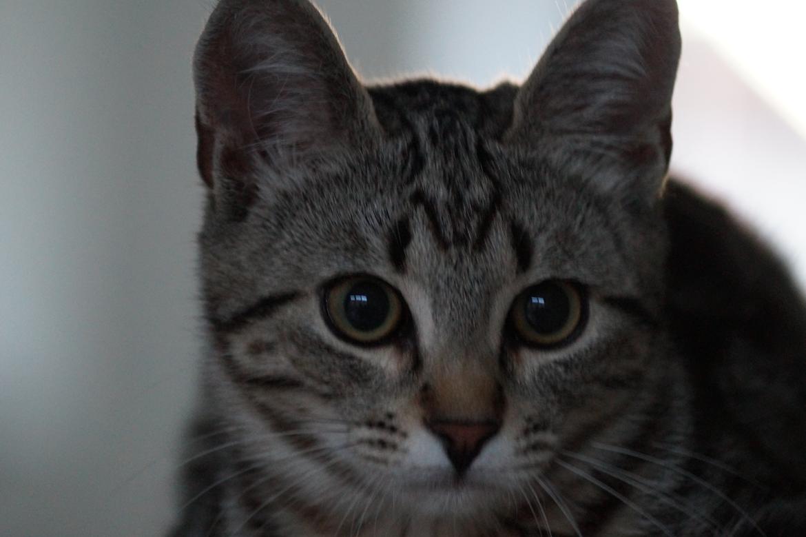 Europé Boholdt Orla Frøsnapper (Tiko) billede 29