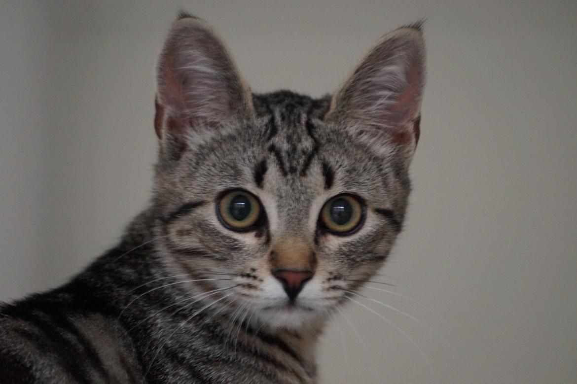 Europé Boholdt Orla Frøsnapper (Tiko) billede 24